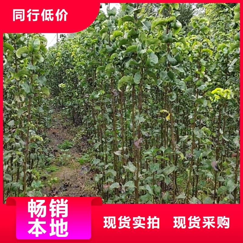 秋月梨树苗一亩地种植利润厂家实力雄厚