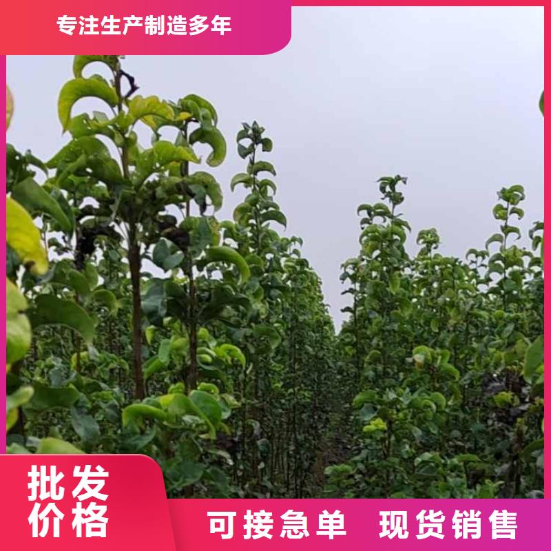 秋月梨种植苗什么价格一站式采购商