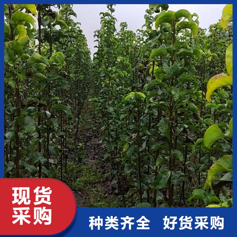 秋月梨种植苗一亩地利润实力派厂家