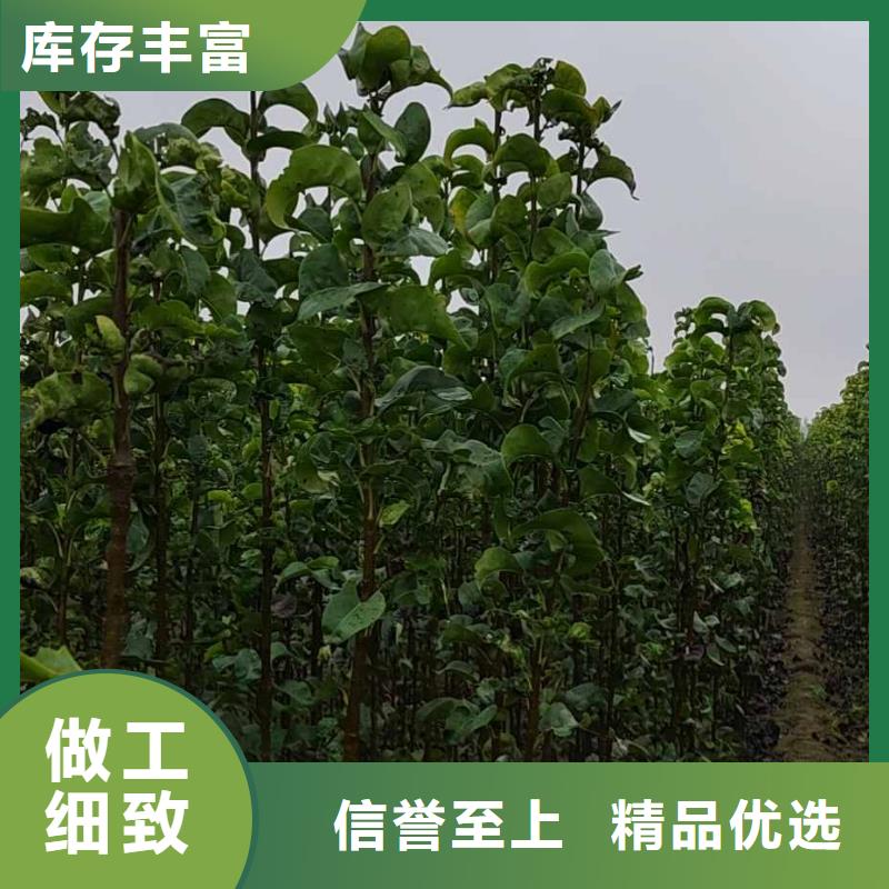 秋月梨种植苗生产基地支持货到付清