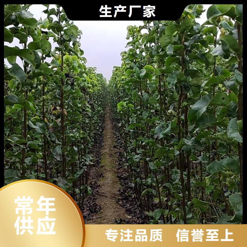 秋月梨苗求购工艺层层把关