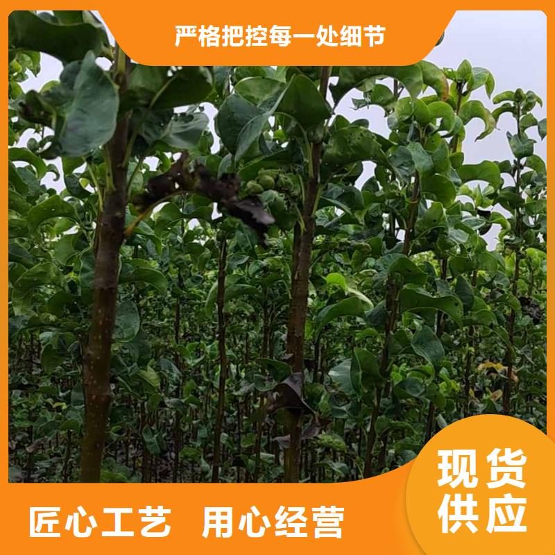 秋月梨种植苗量大从优长期供应