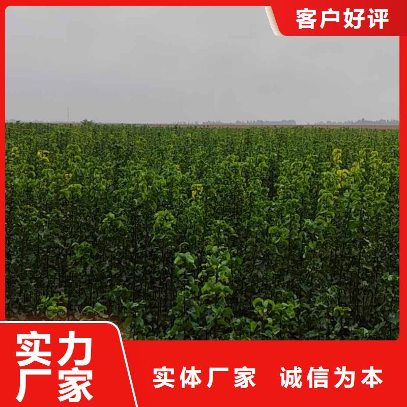 秋月梨种植苗批发价格定制速度快工期短