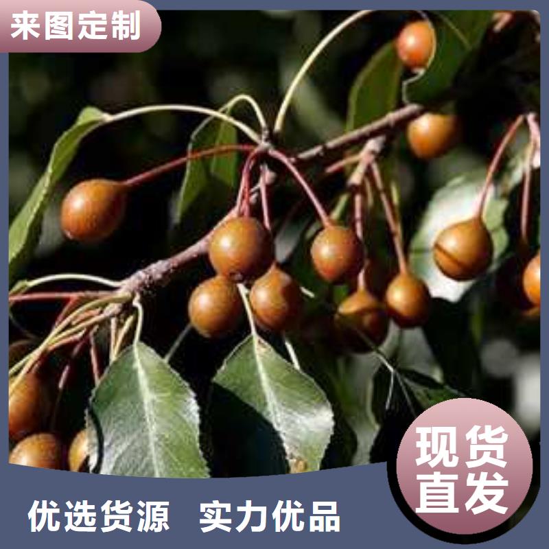 杜梨小苗种植方法品种全