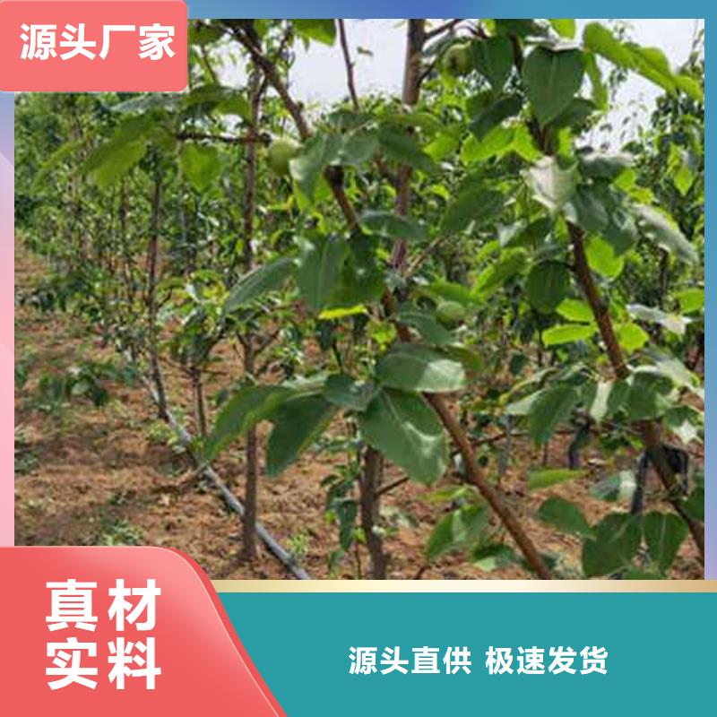 杜梨小苗种植方法同城厂家