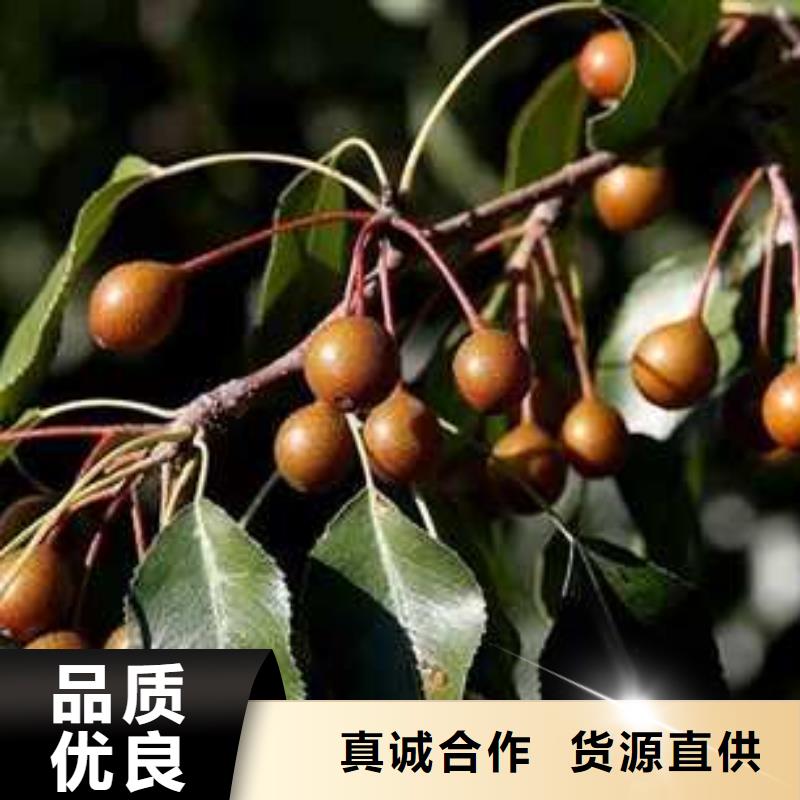 杜梨树苗种植基地价格透明