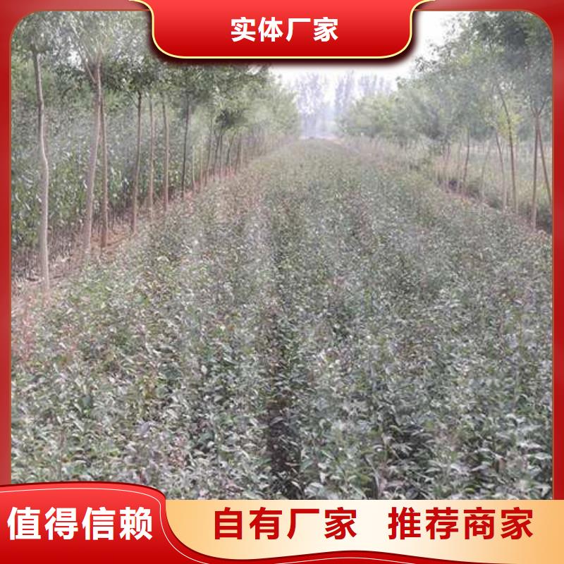 杜梨树苗量大从优应用范围广泛