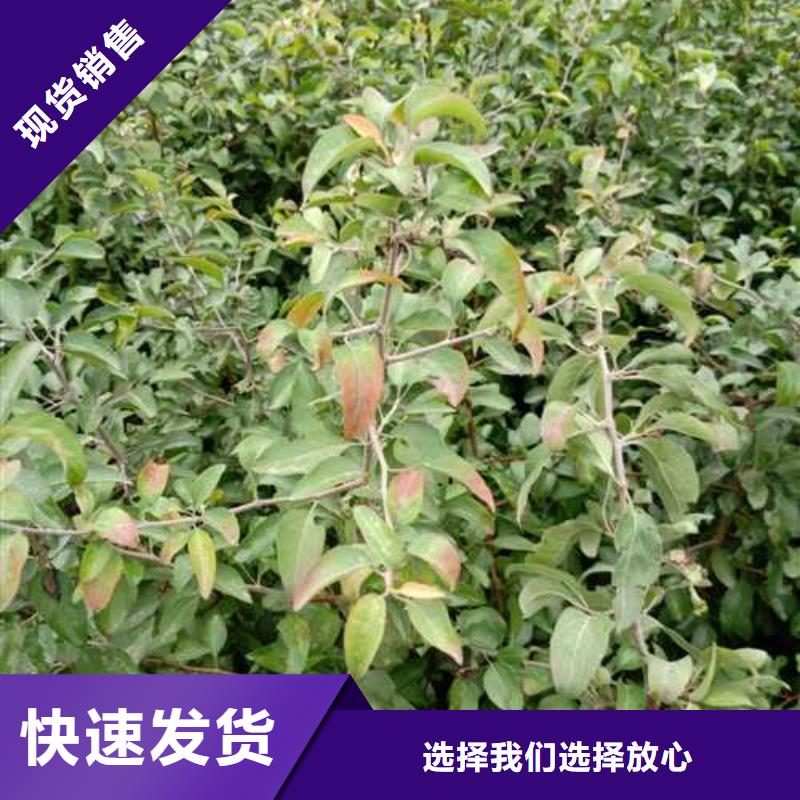 杜梨树苗种植基地专业信赖厂家