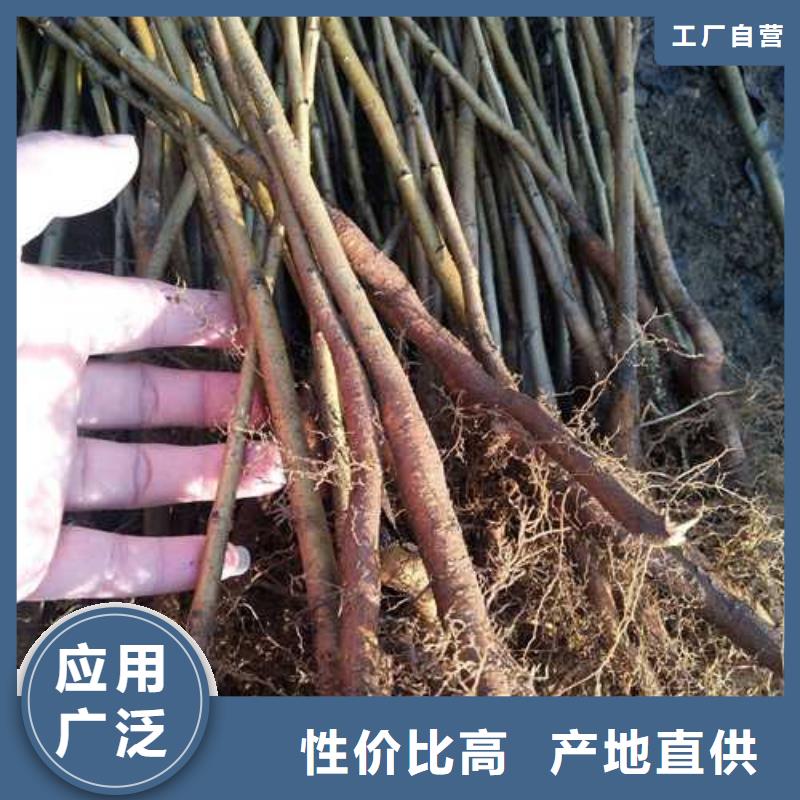 杜梨树苗品种介绍多家仓库发货