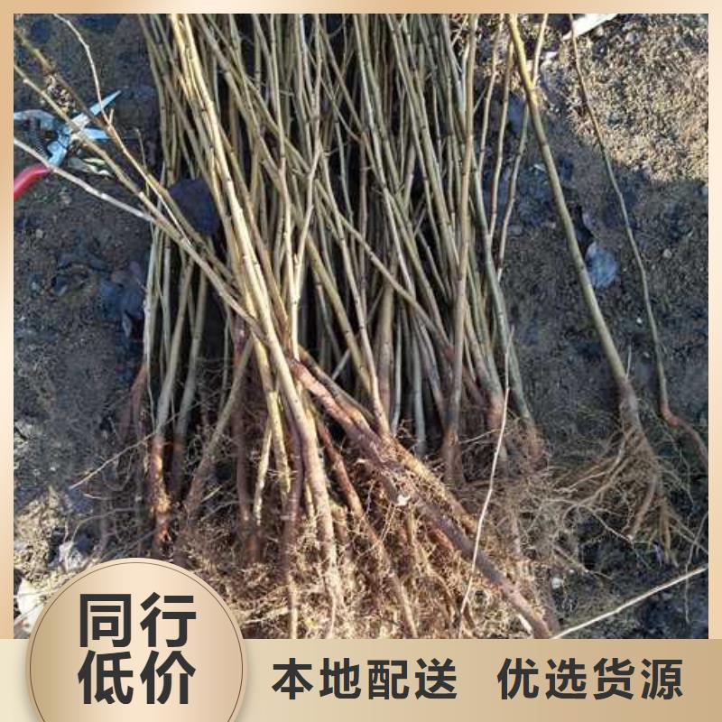 杜梨树苗种植基地用品质说话