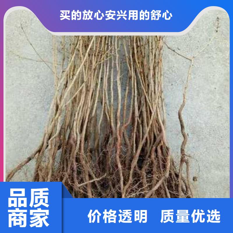 杜梨苗种植方法当地生产厂家