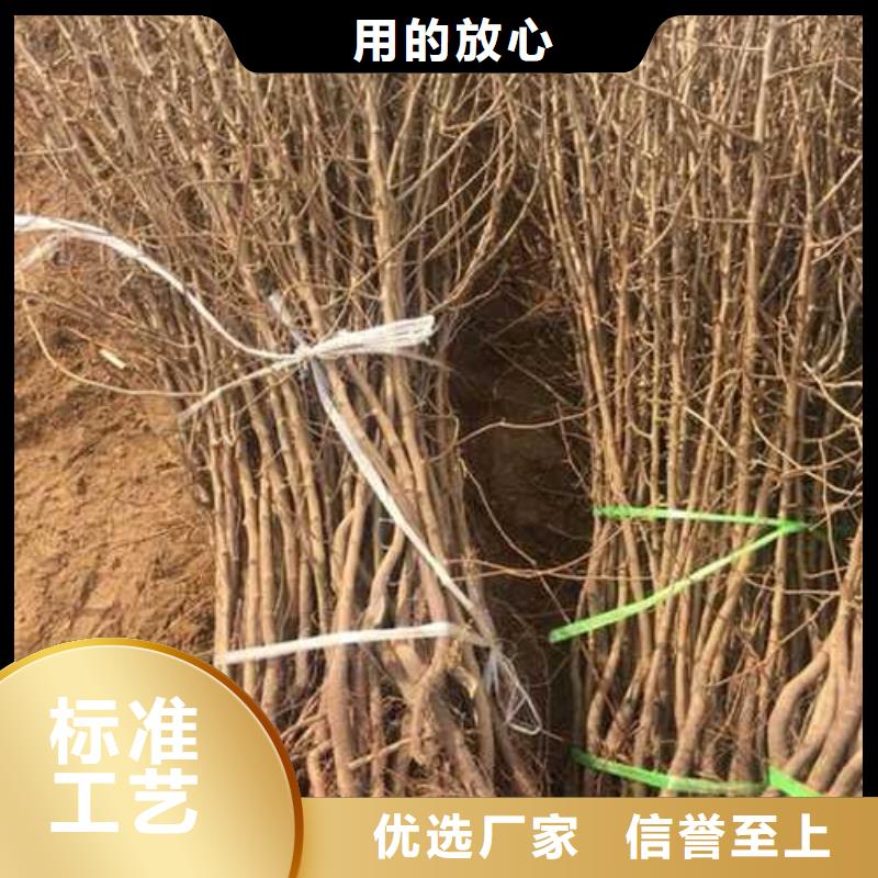 杜梨新梨7号梨树苗应用范围广泛销售的是诚信