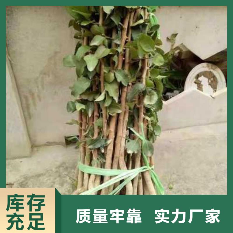 杜梨树苗品种介绍本地厂家