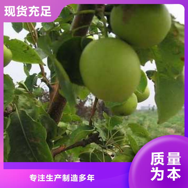 杜梨小苗种植基地本地生产商