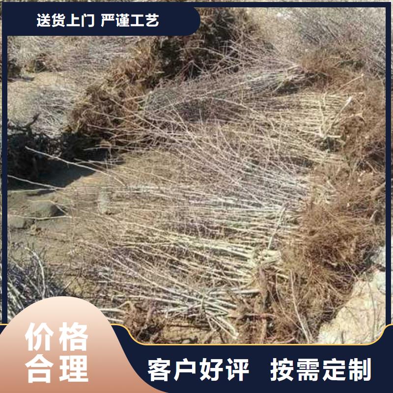 杜梨苗苗木基地优选厂商