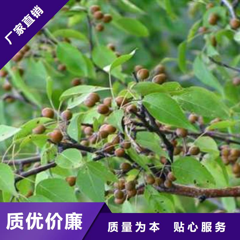 杜梨树苗种植基地当地经销商