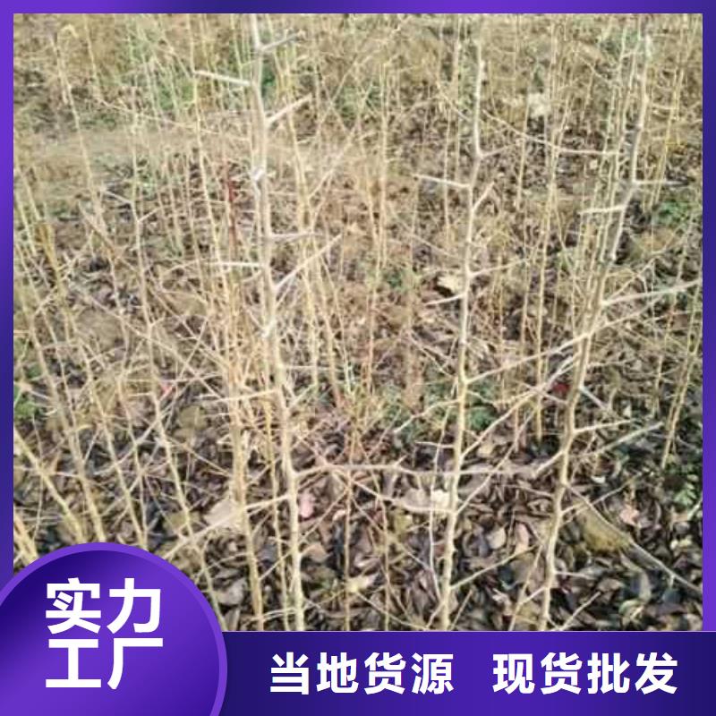 杜梨苗种植基地根据要求定制