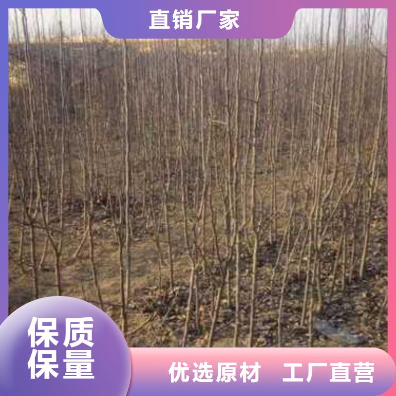 杜梨苗多少钱一颗适用范围广