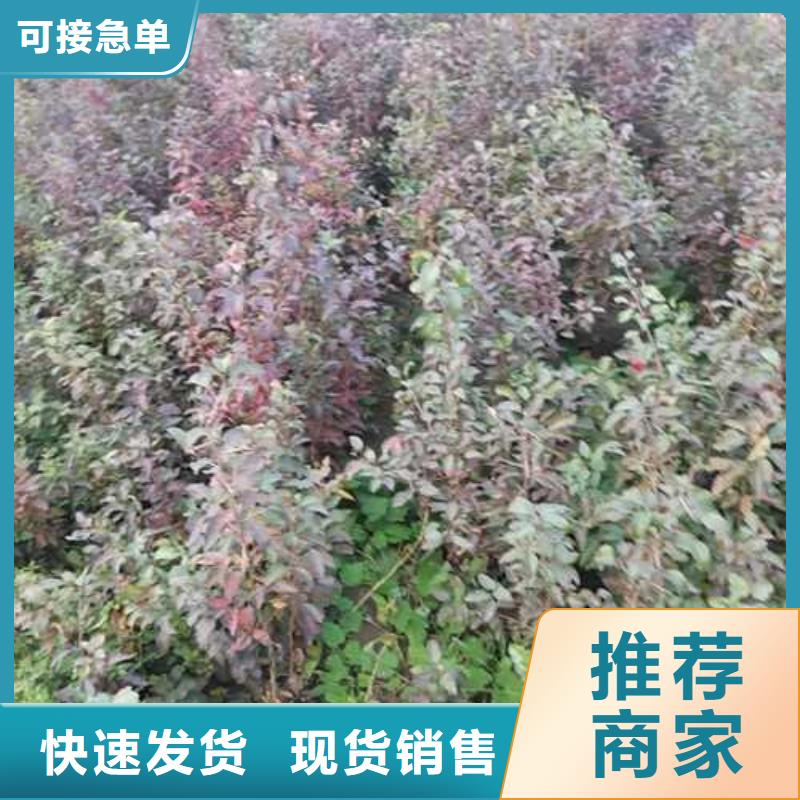 杜梨毛桃苗产品细节口碑好实力强