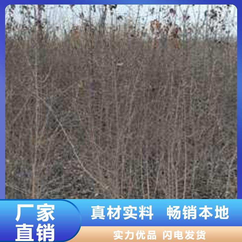 杜梨【梨树苗基地】精心推荐同城经销商