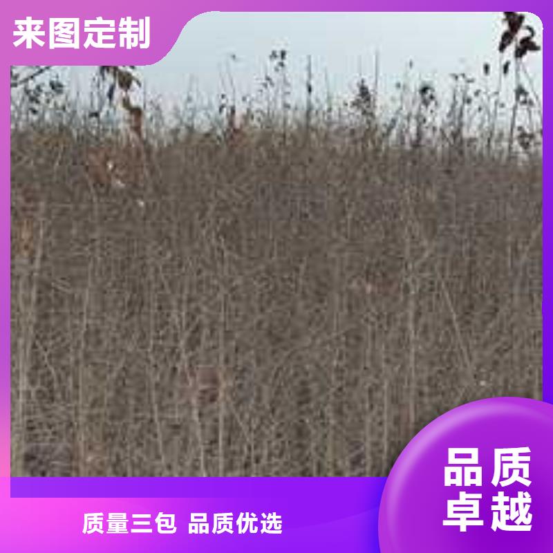 杜梨树苗种植方法物美价优