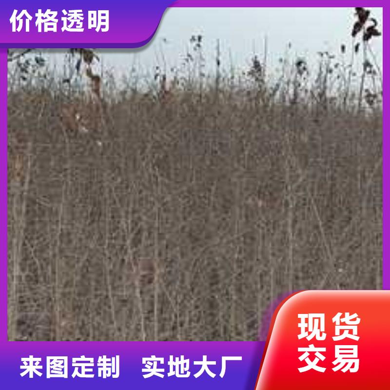 杜梨小苗批发基地优选原材