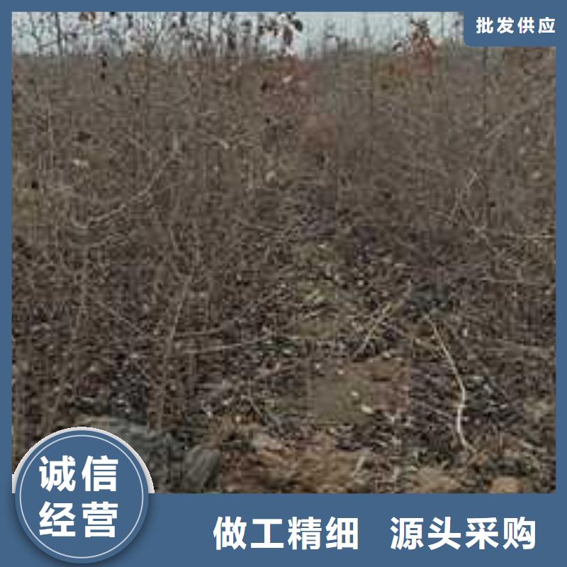 杜梨苗产地价格现货交易