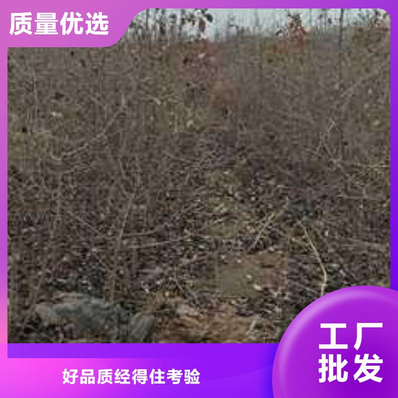 杜梨小苗价格当地服务商