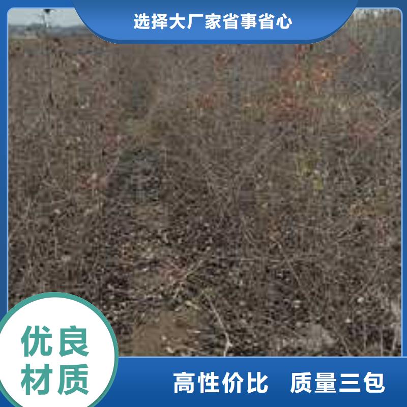 杜梨苗种植基地满足客户需求