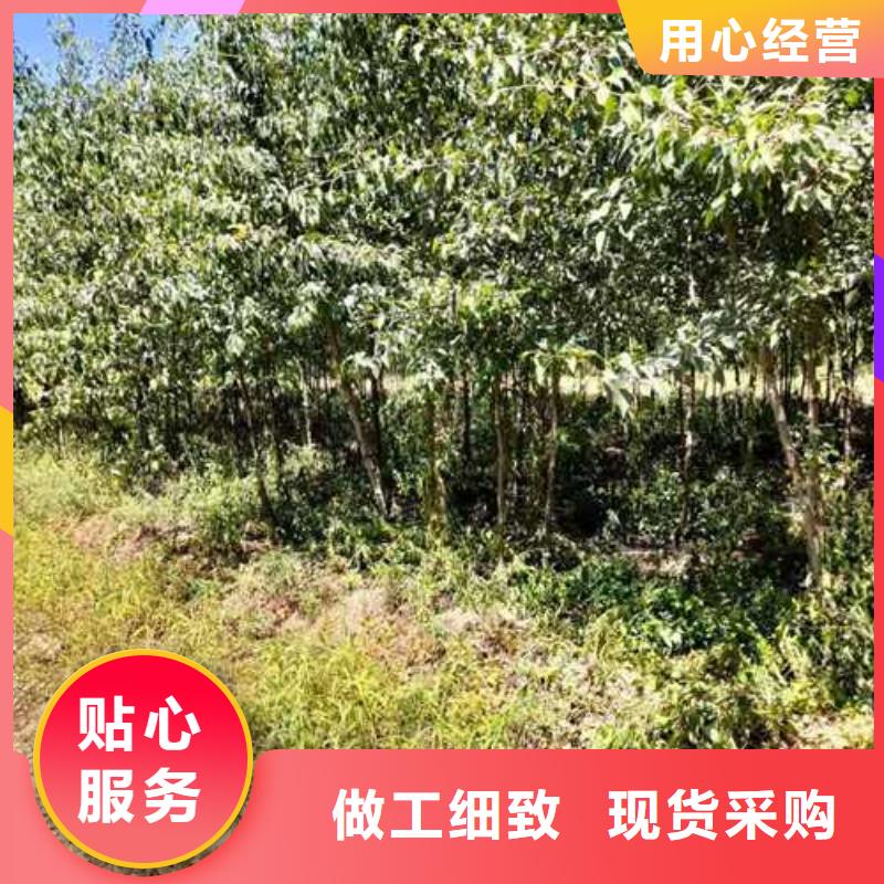 杜梨-新梨7号梨树苗应用范围广泛厂家质量过硬