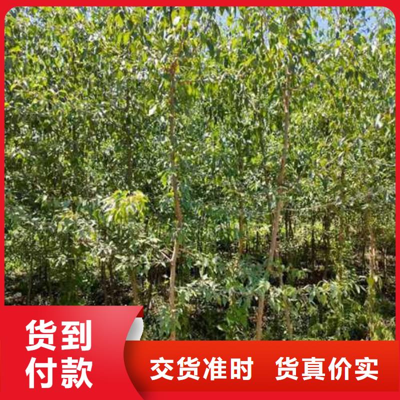 杜梨树苗种植时间一站式采购方便省心