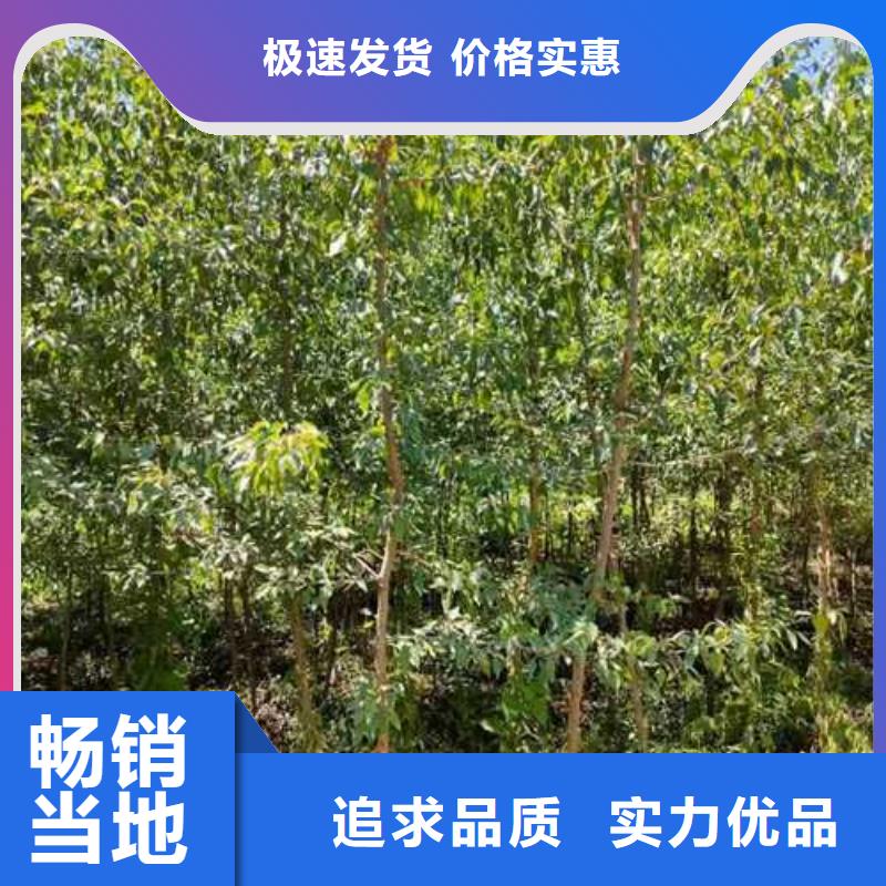 杜梨小苗什么价格同城生产商