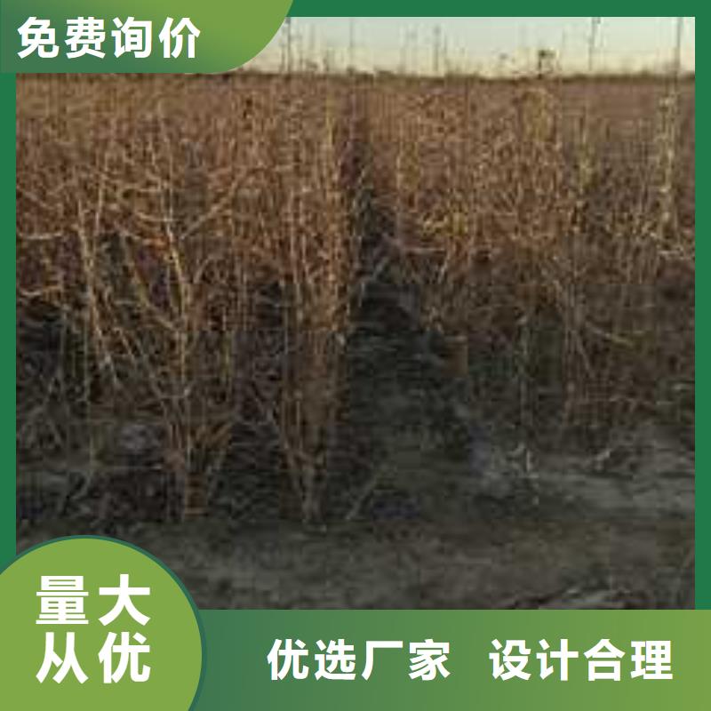 杜梨小苗种植基地无中间商厂家直销