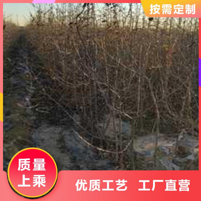 杜梨苗种植方法专业生产N年