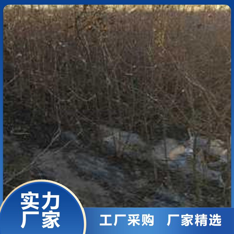 杜梨树苗种植方法同城厂家