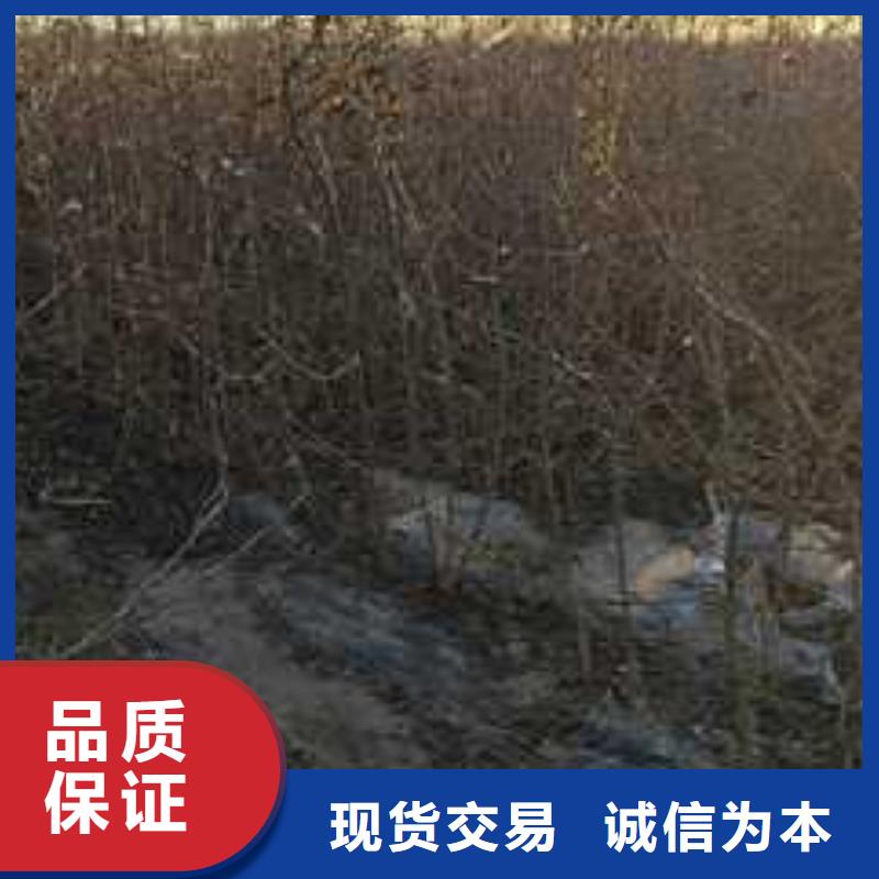 杜梨小苗种植基地优选厂家