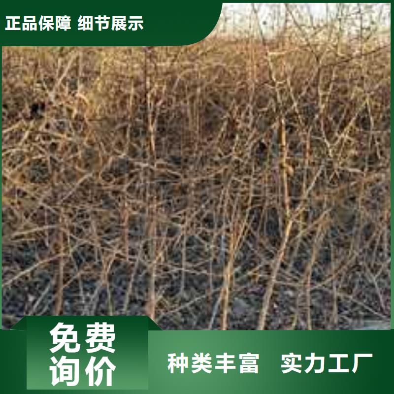 杜梨小苗种植基地源厂直接供货