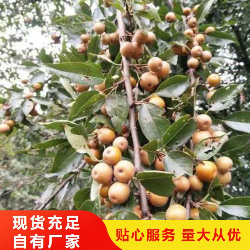 杜梨苗种植基地多种优势放心选择