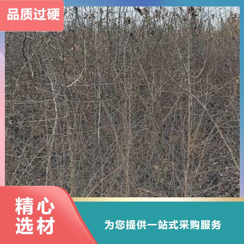 杜梨小苗种植方法采购