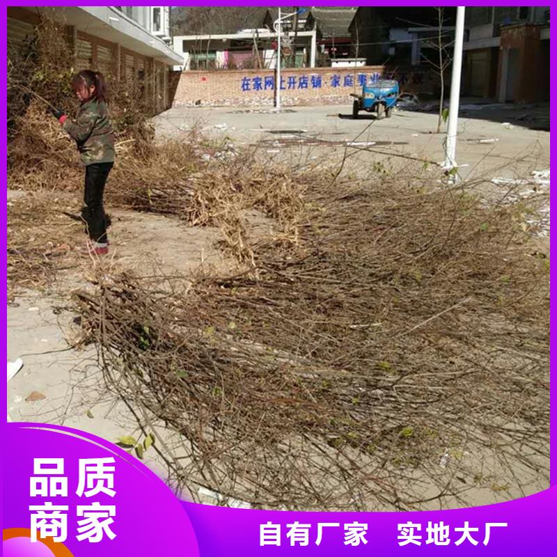 杈杷果种植管理技术厂家直销货源充足