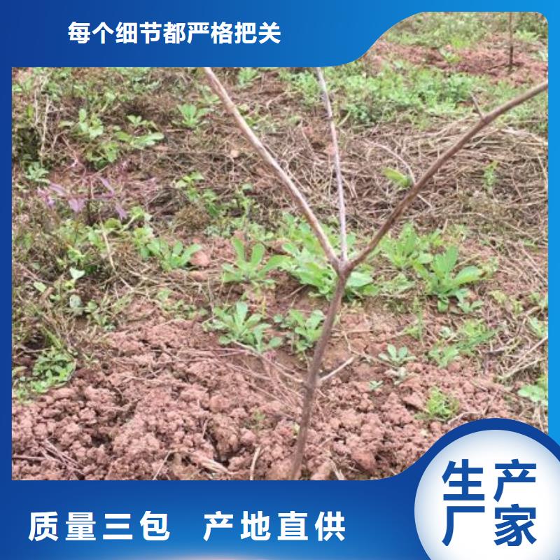 爱情果苗育苗基地商家直供