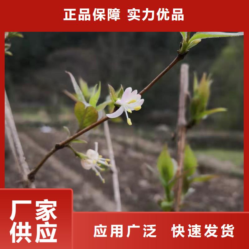 相思果苗适合种植地区当地生产商