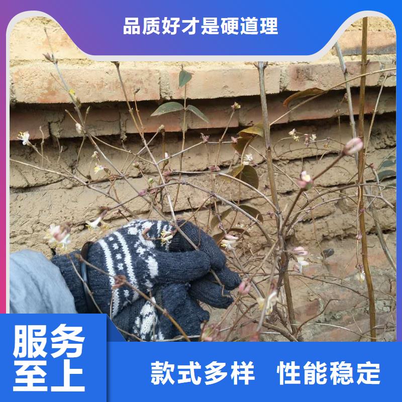 杈杷果李子苗一站式采购商家同城制造商