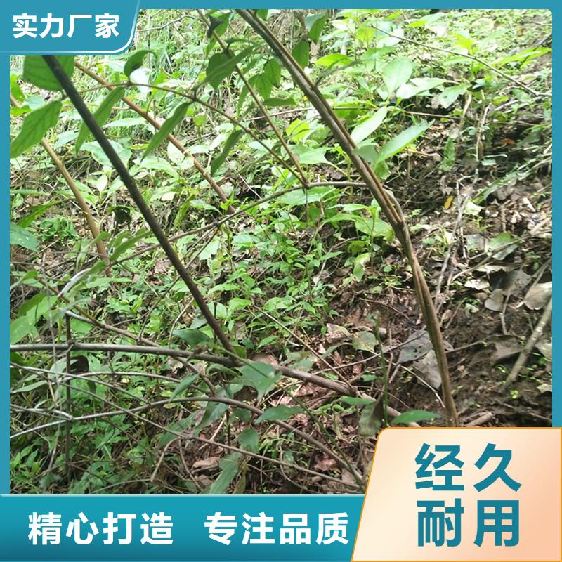 相思果苗怎么卖批发零售本地生产厂家