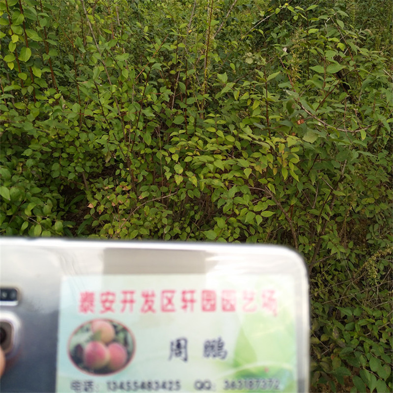 爱情果苗适合种植地区工厂自营