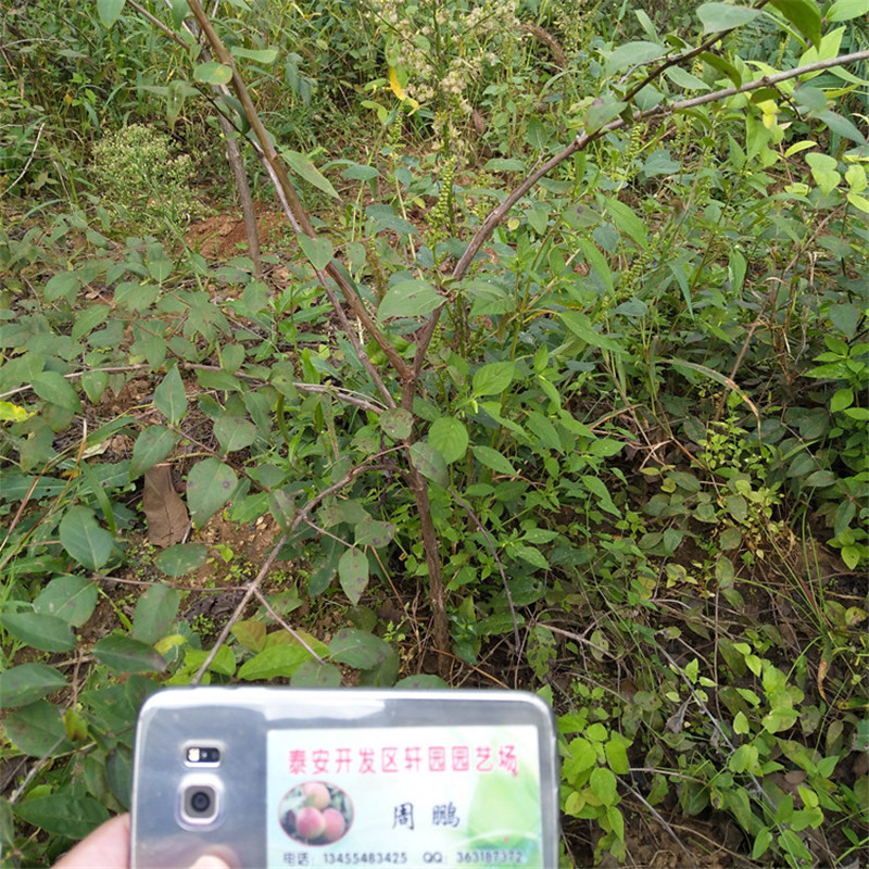 鸳鸯果苗育苗基地质量层层把关