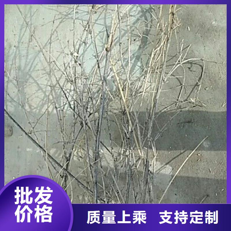 【杈杷果蓝莓苗欢迎来电询价】附近供应商