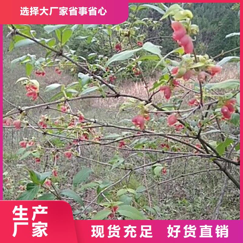 爱情果苗育苗基地检验发货