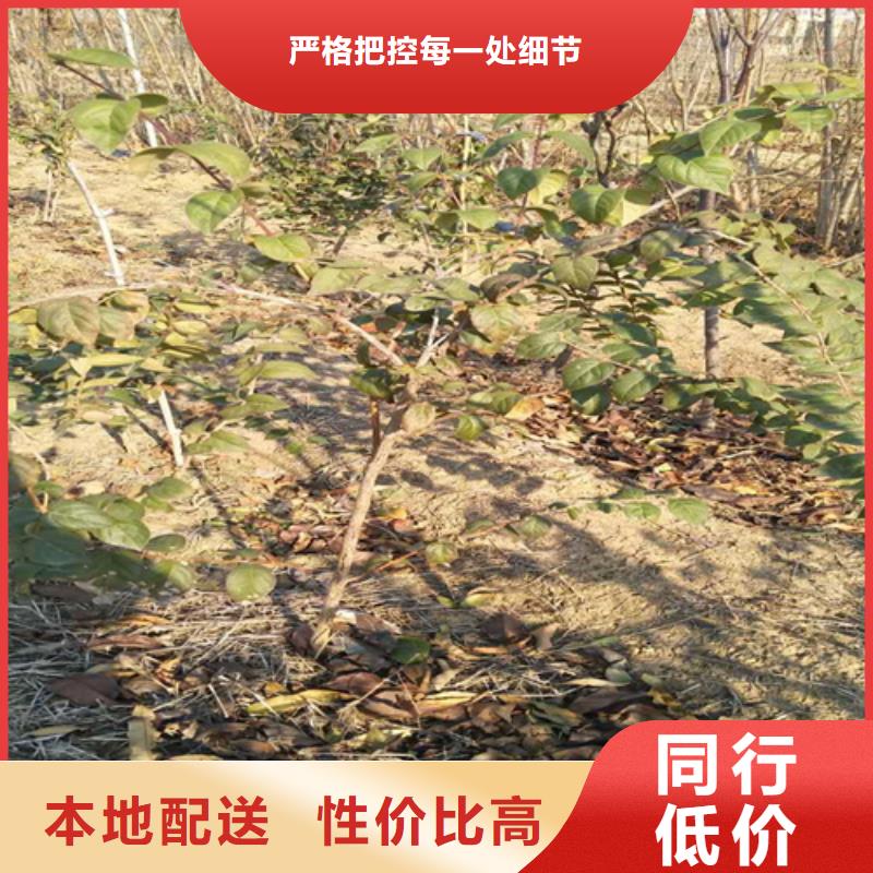 爱情果苗种植基地附近厂家