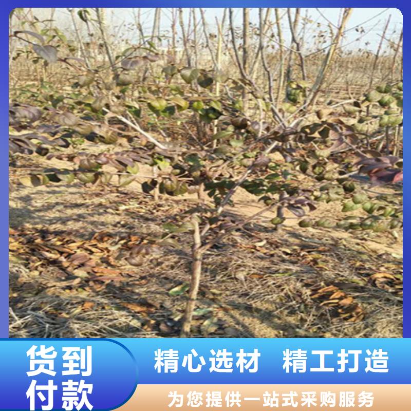 杈杷果苗批发零售本地供应商